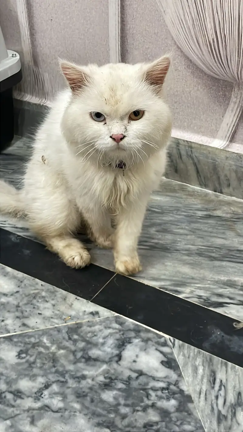 4 Persian cats female price 5 k each 1 female calico colour age 3 Mont — photo 4