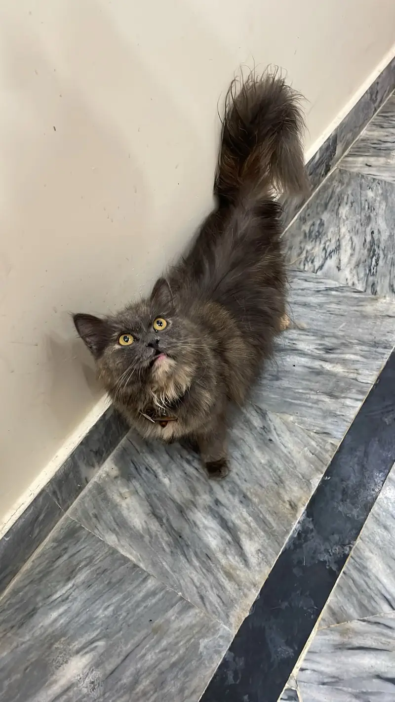4 Persian cats female price 5 k each 1 female calico colour age 3 Mont — photo 5