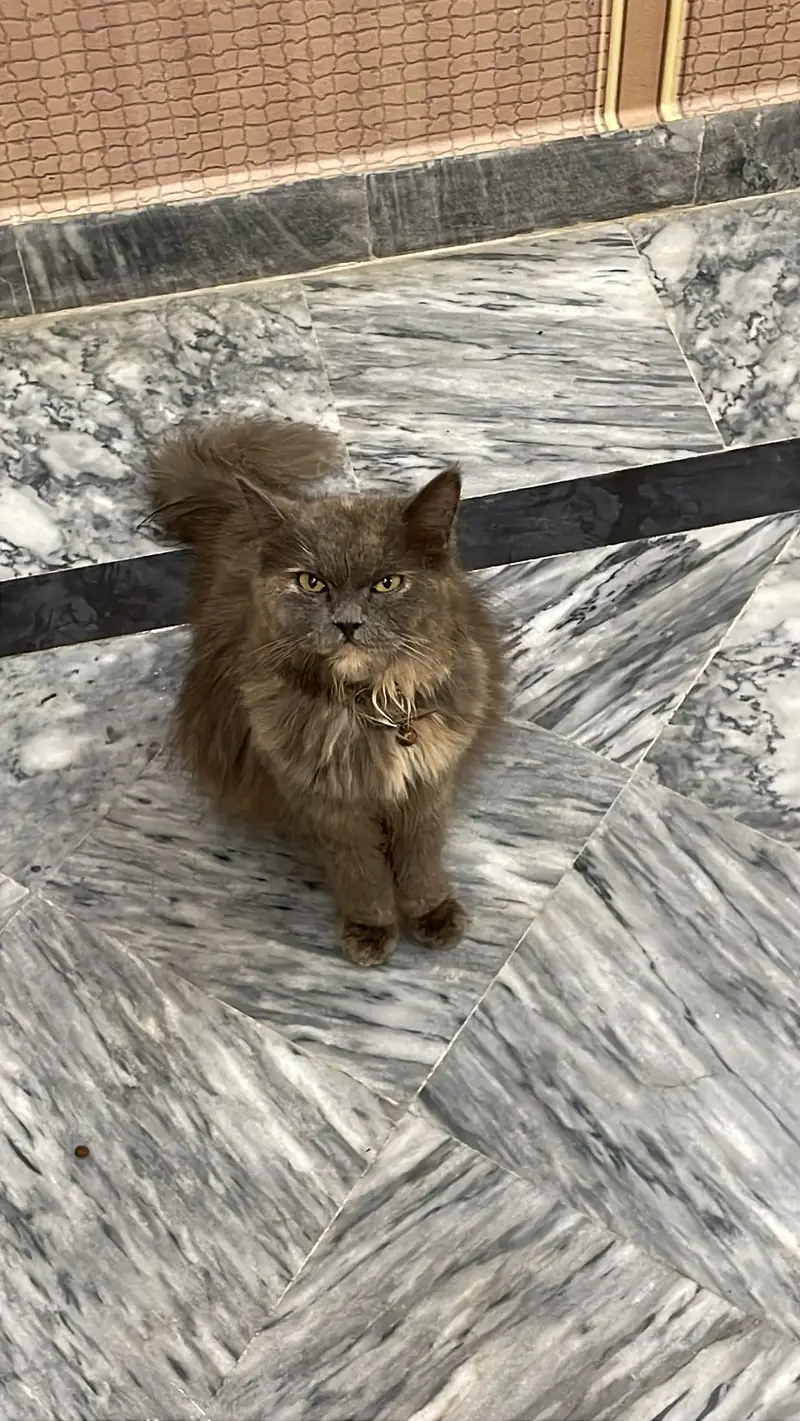 4 Persian cats female price 5 k each 1 female calico colour age 3 Mont — photo 6