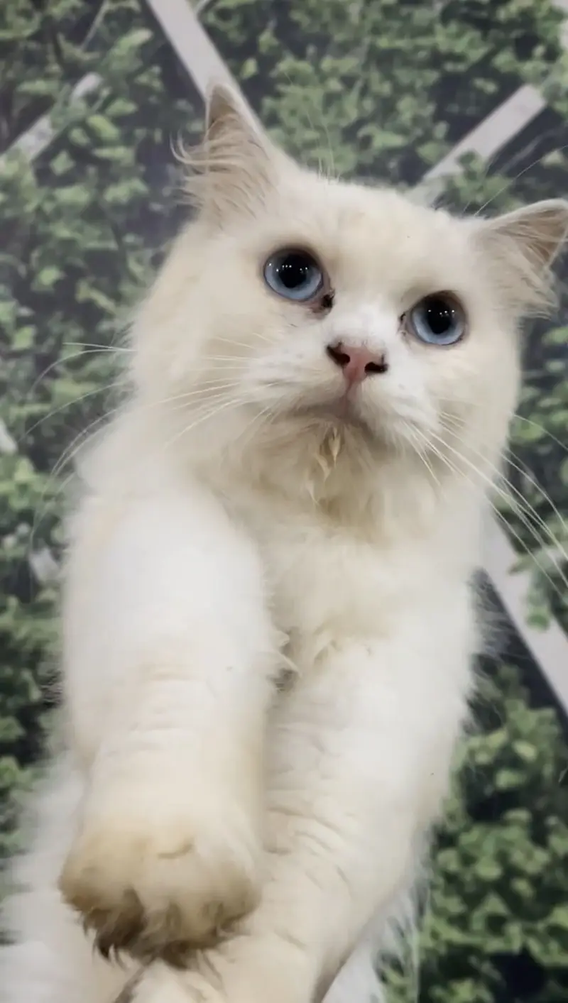 4 Persian cats female price 5 k each 1 female calico colour age 3 Mont — photo 8