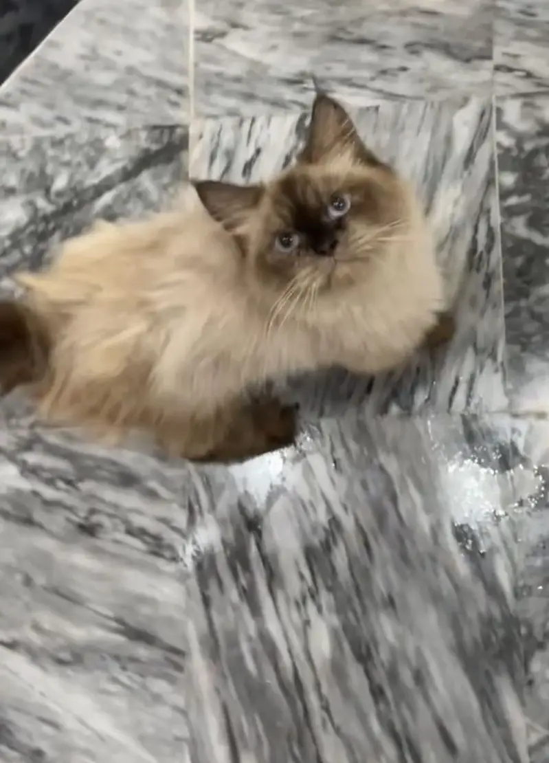 4 Persian cats female price 5 k each 1 female calico colour age 3 Mont — photo 9