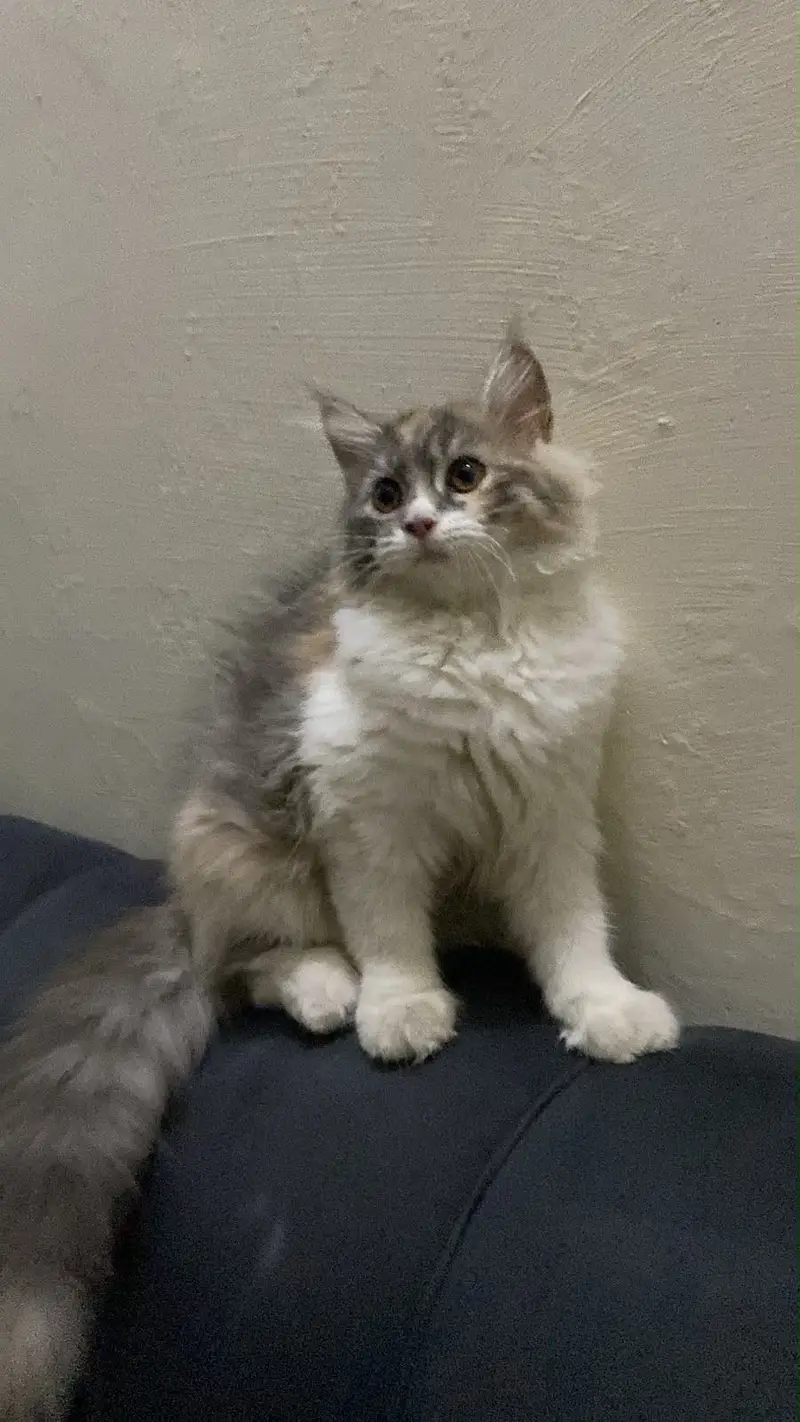 4 Persian cats female price 5 k each 1 female calico colour age 3 Mont — photo 10