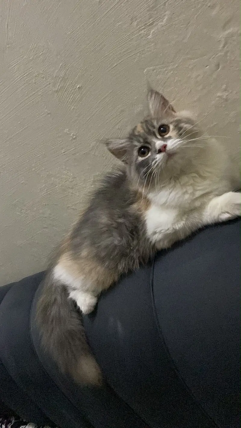 4 Persian cats female price 5 k each 1 female calico colour age 3 Mont — photo 11
