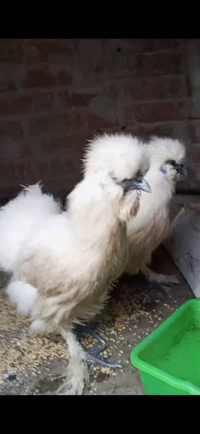 2 female white silkie egg laying