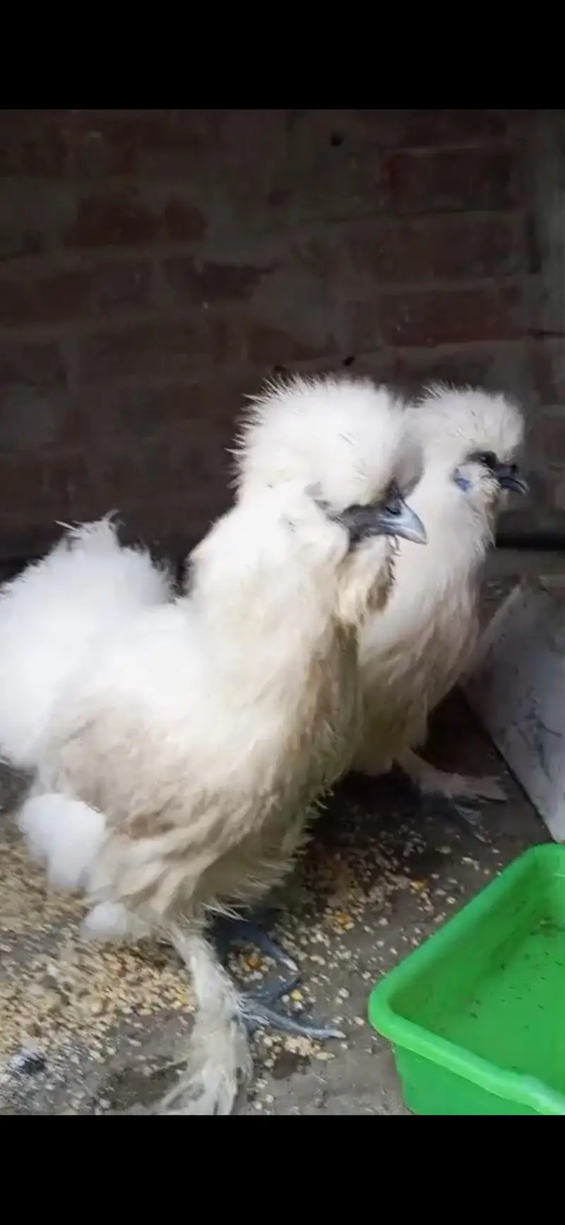 2 female white silkie egg laying