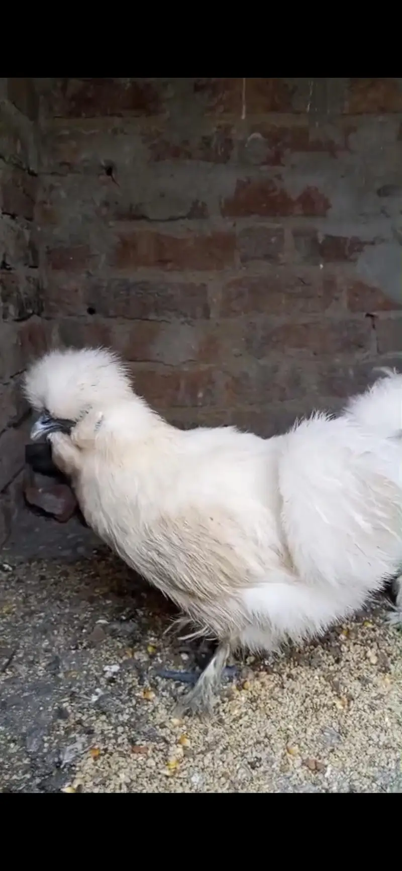2 female white silkie egg laying — photo 2