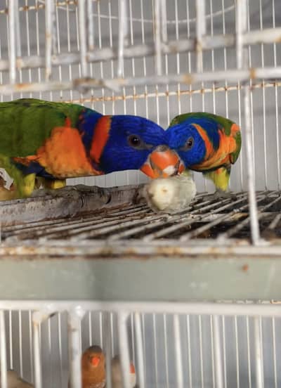 Red collar lory breeder pair and chicks