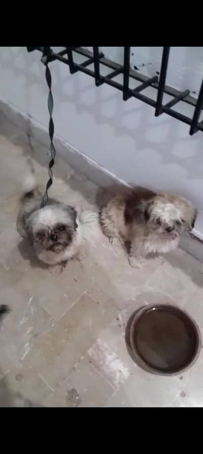 shitzu breeds