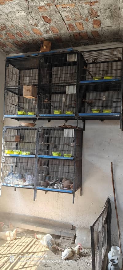 cages pinjray