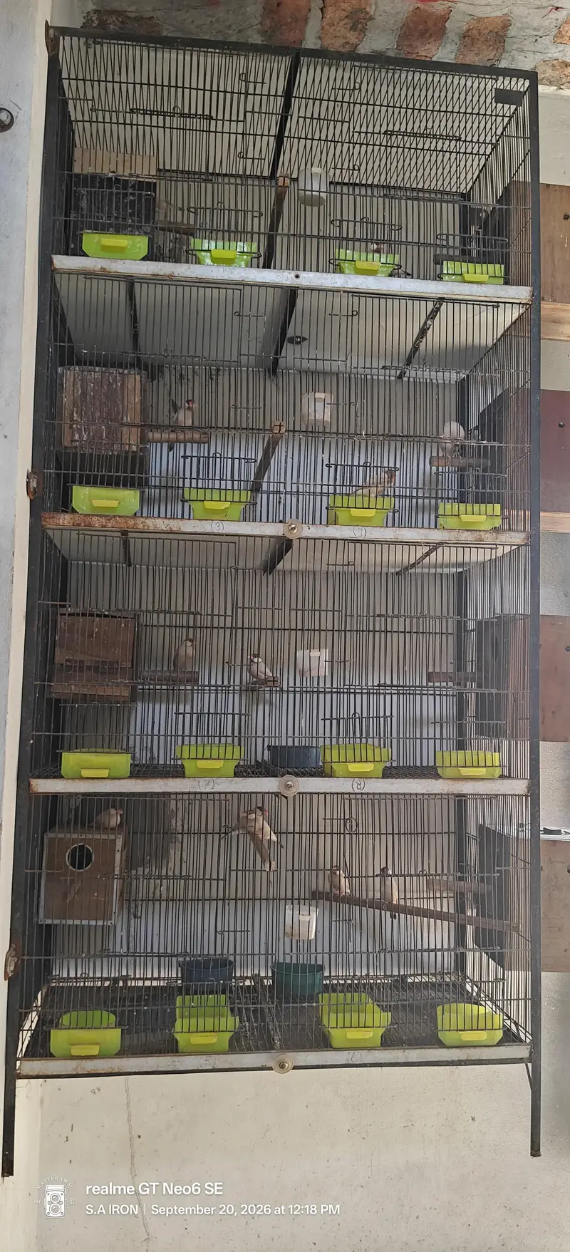 cages pinjray — photo 2