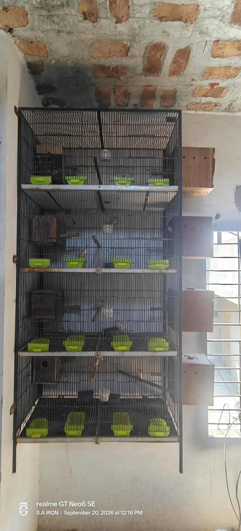 cages pinjray — photo 3