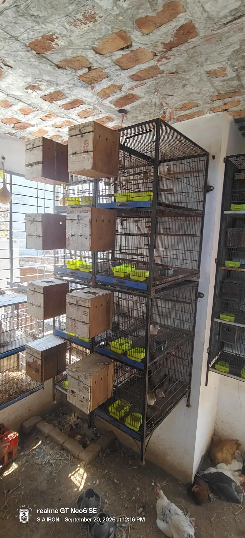 cages pinjray — photo 4