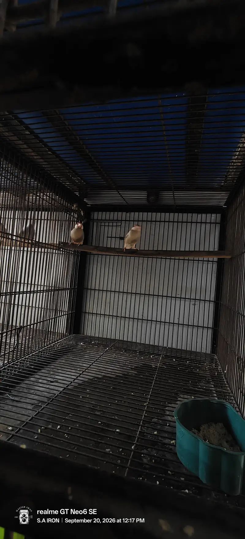 cages pinjray — photo 5