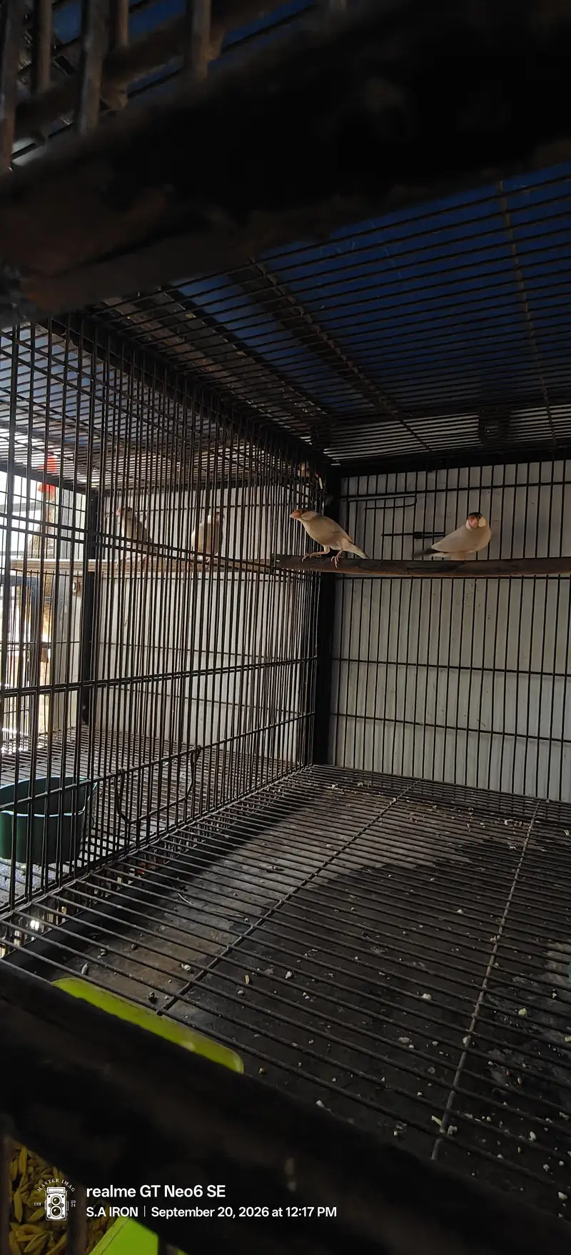 cages pinjray — photo 6