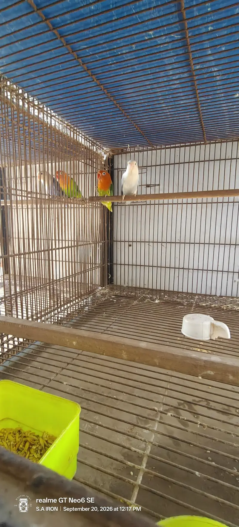 cages pinjray — photo 7