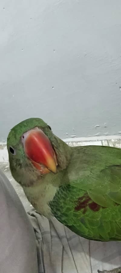 kashmiri pahari parrot