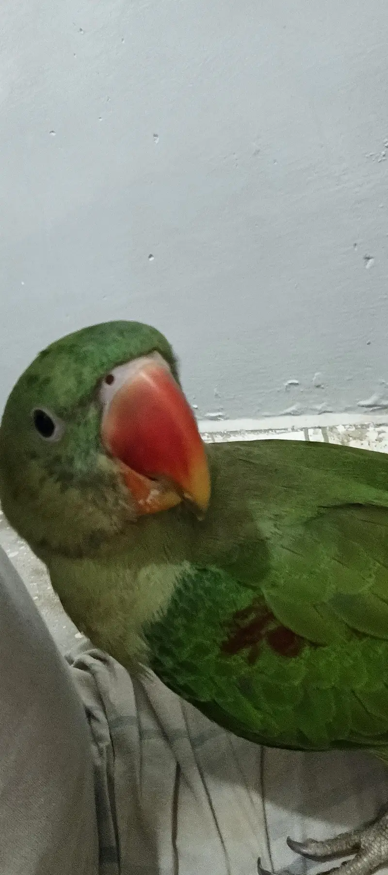 kashmiri pahari parrot — photo 2