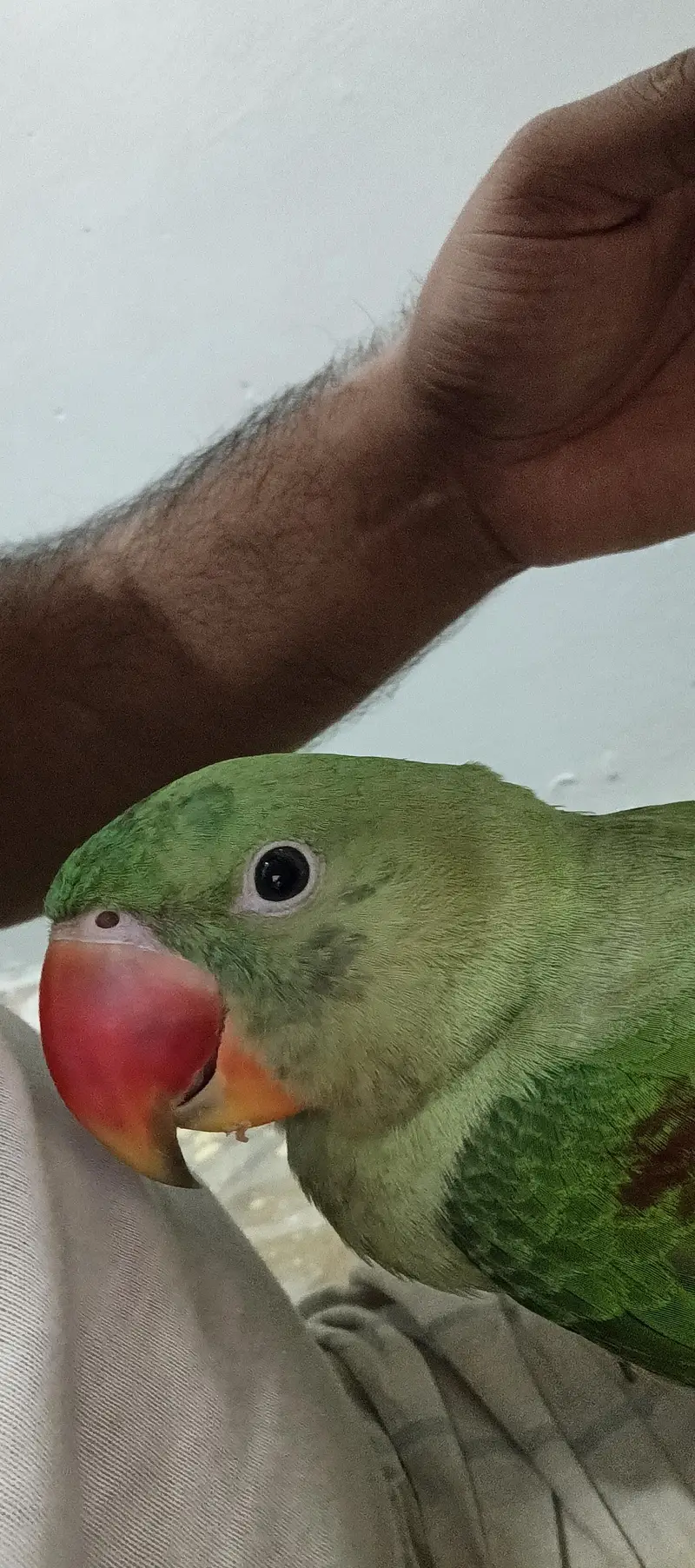kashmiri pahari parrot — photo 3