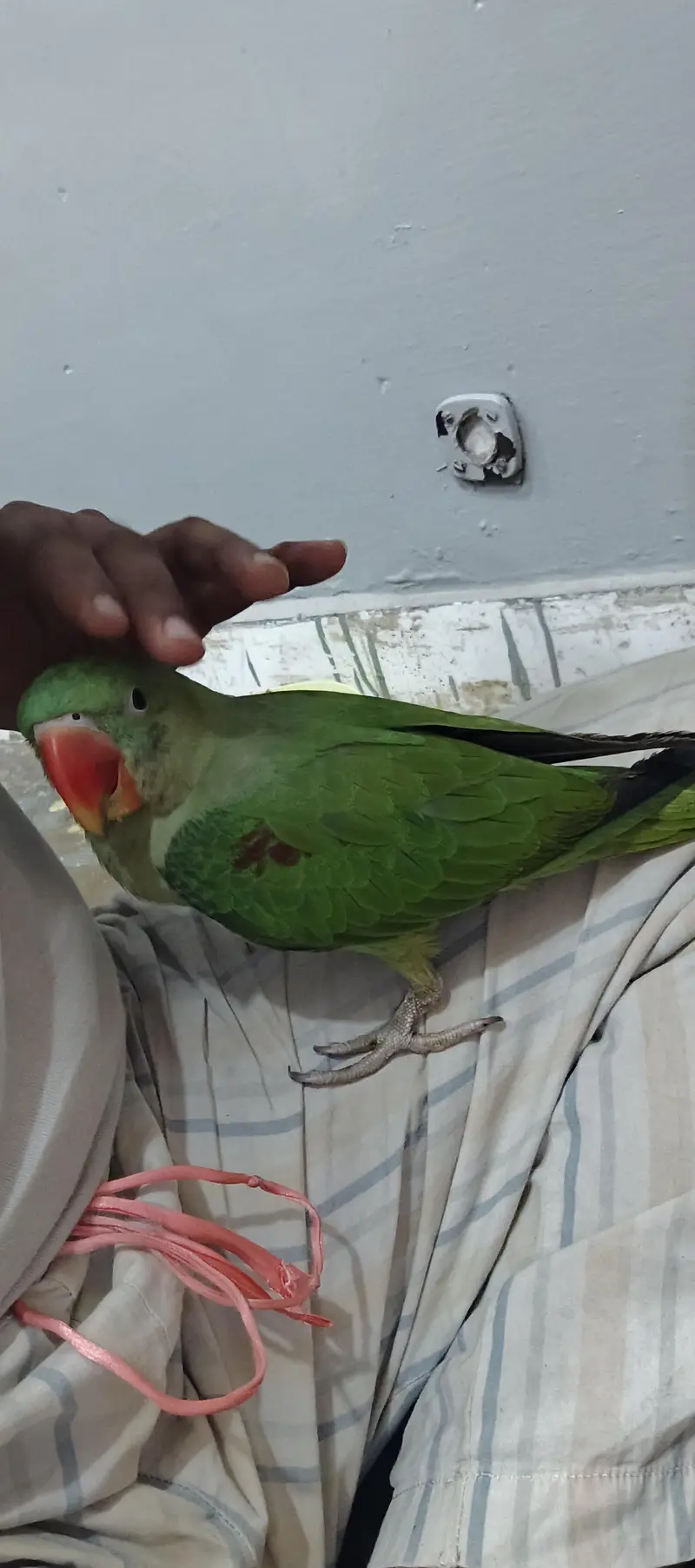 kashmiri pahari parrot — photo 4