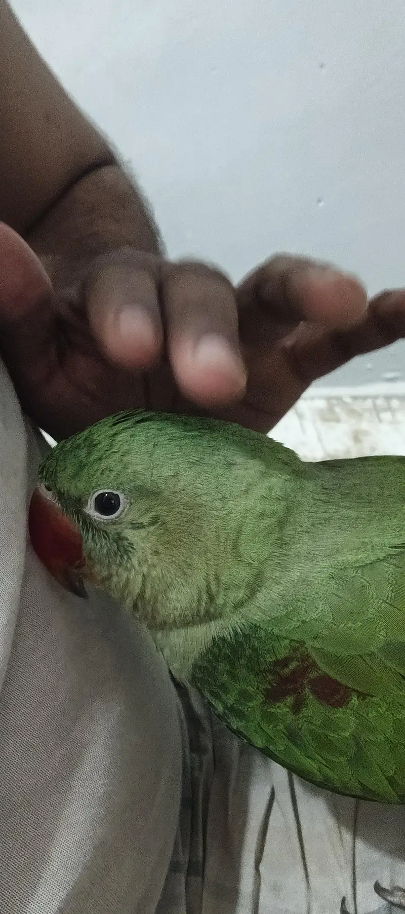 kashmiri pahari parrot — photo 5
