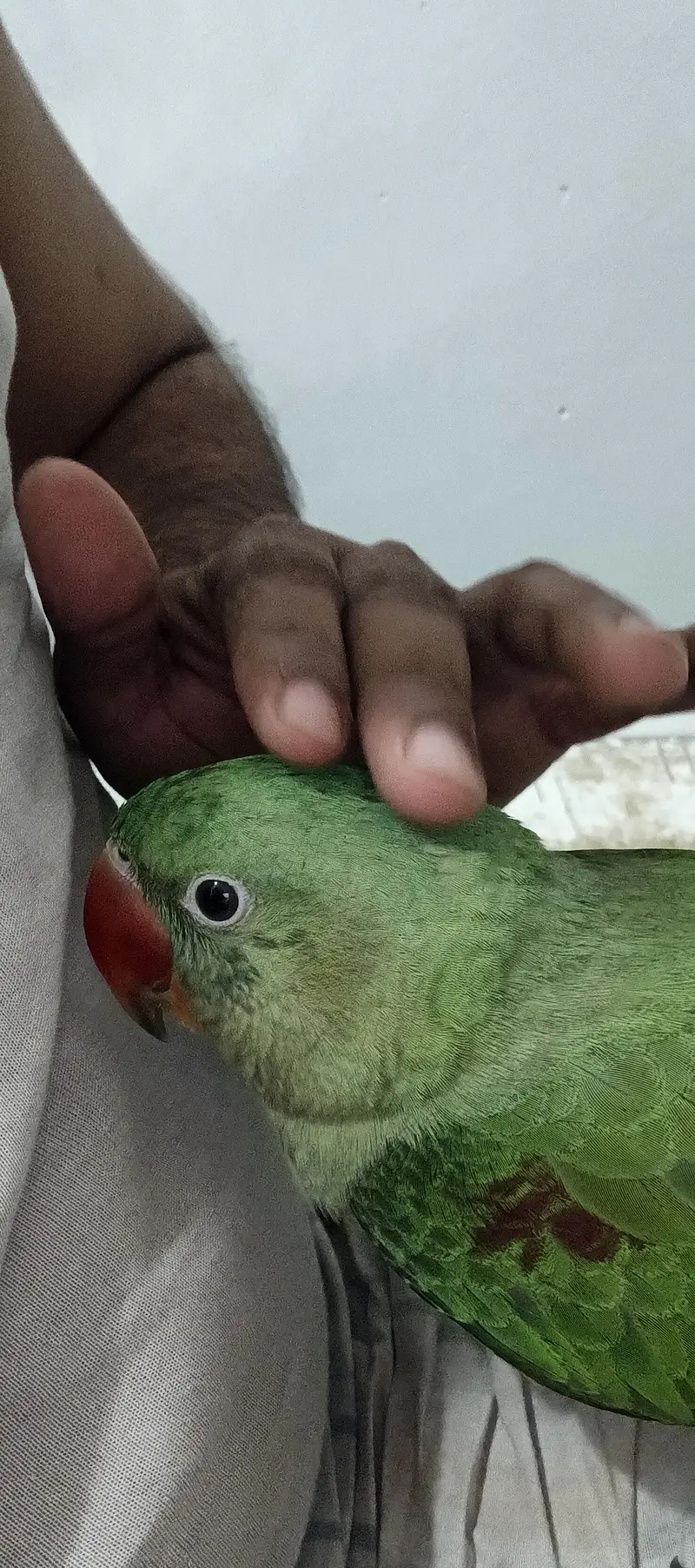 kashmiri pahari parrot — photo 6