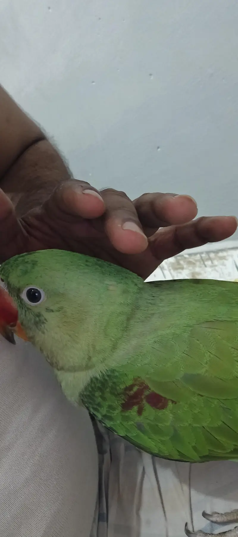 kashmiri pahari parrot — photo 7