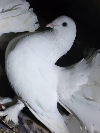 White Lakka Pigeon Pair for Sale