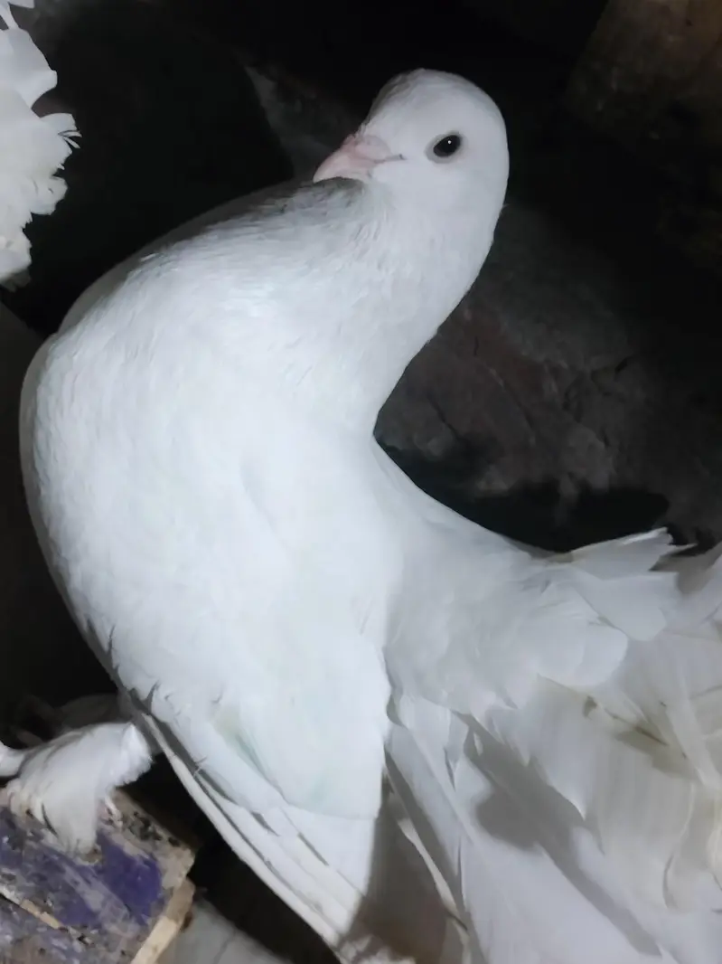 White Lakka Pigeon Pair for Sale — photo 2