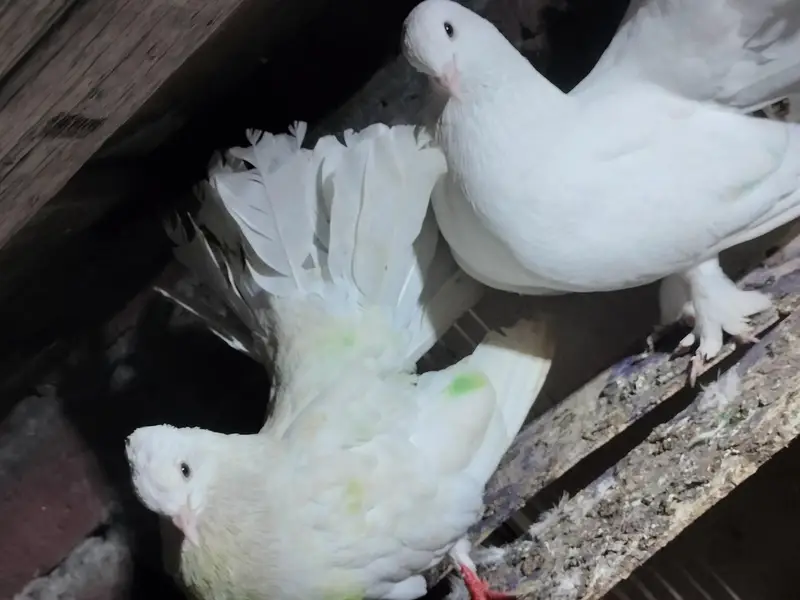 White Lakka Pigeon Pair for Sale — photo 3