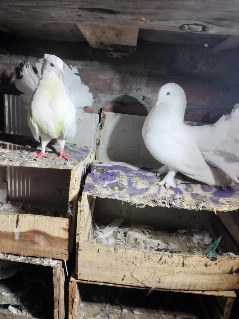 White Lakka Pigeon Pair for Sale — photo 4