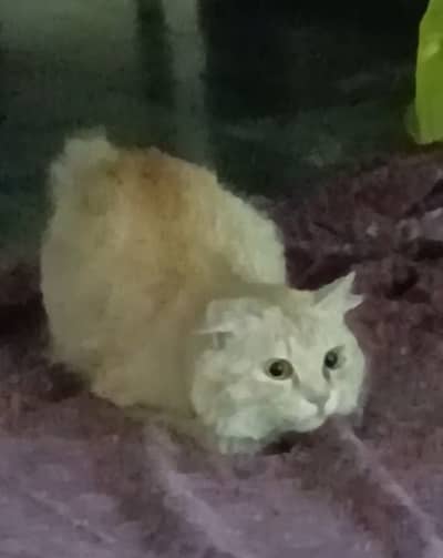 Healthy active ginger male