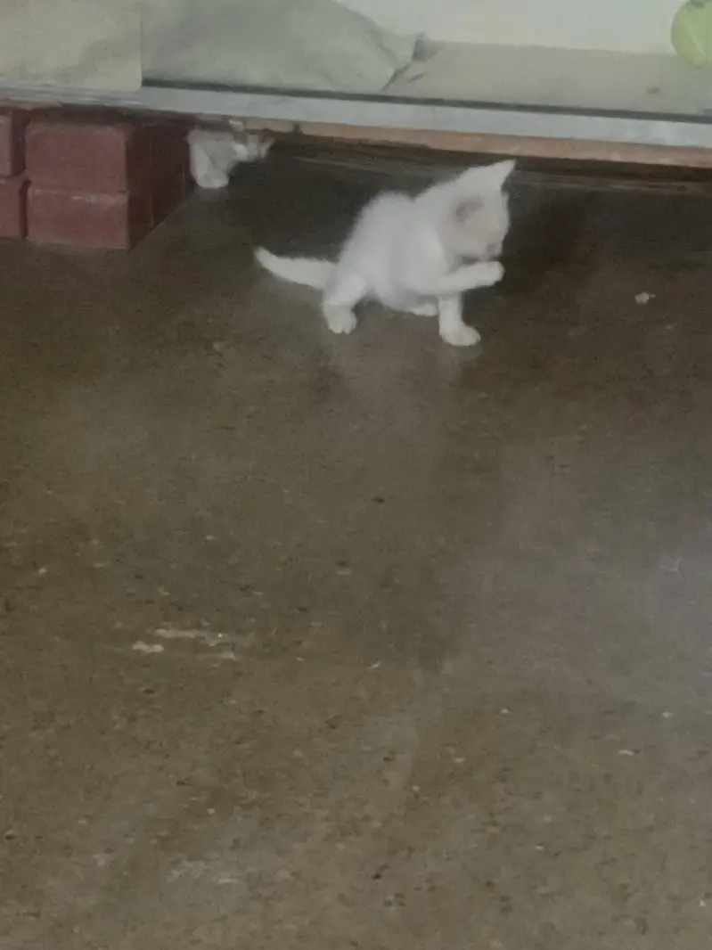 cats argent sale — photo 2