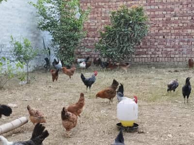 golden misri | desi murgian | desi murgha | pathi | eggs laying hens