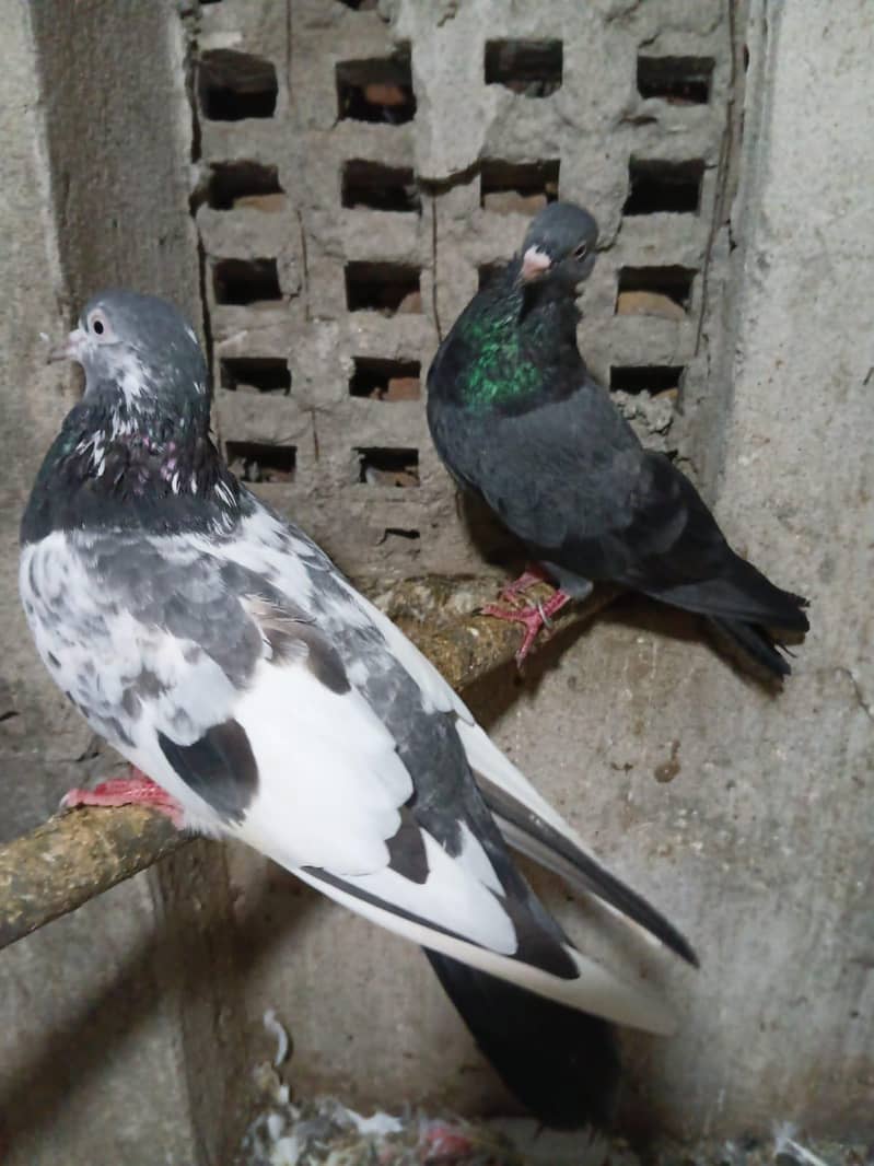 Pigeons 2