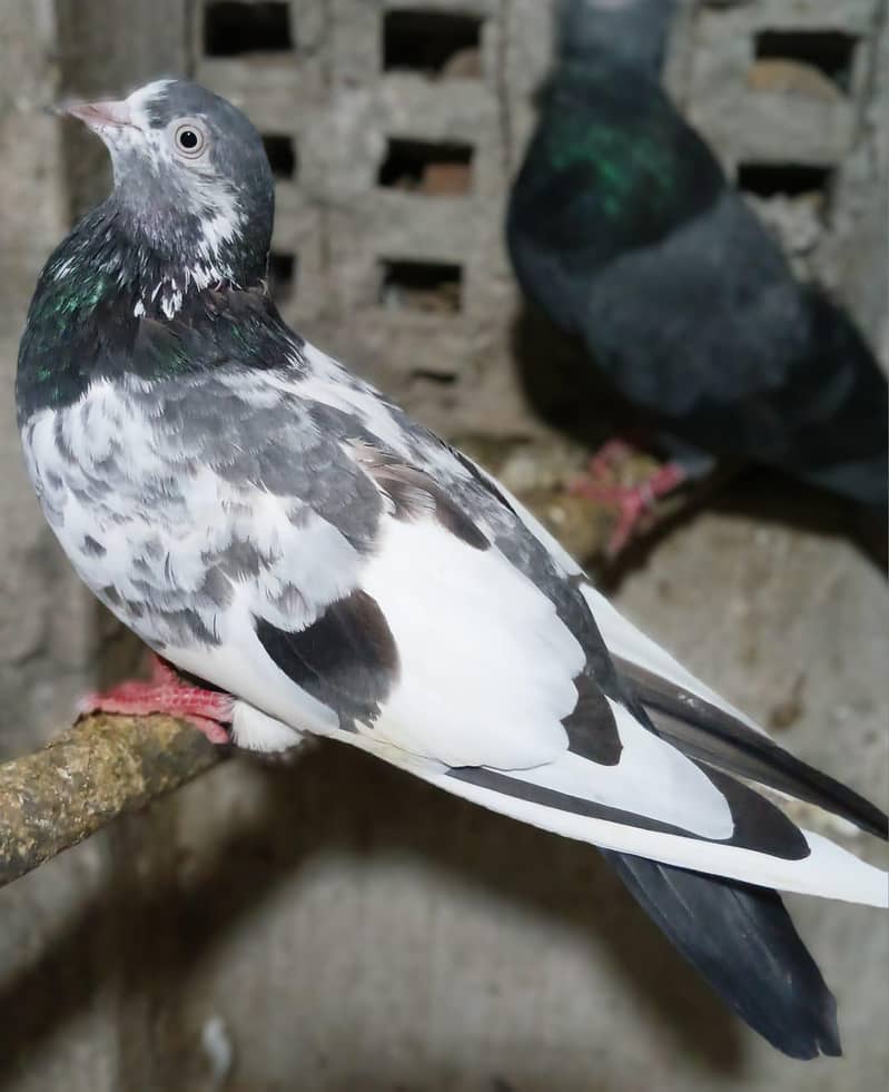 Pigeons 3