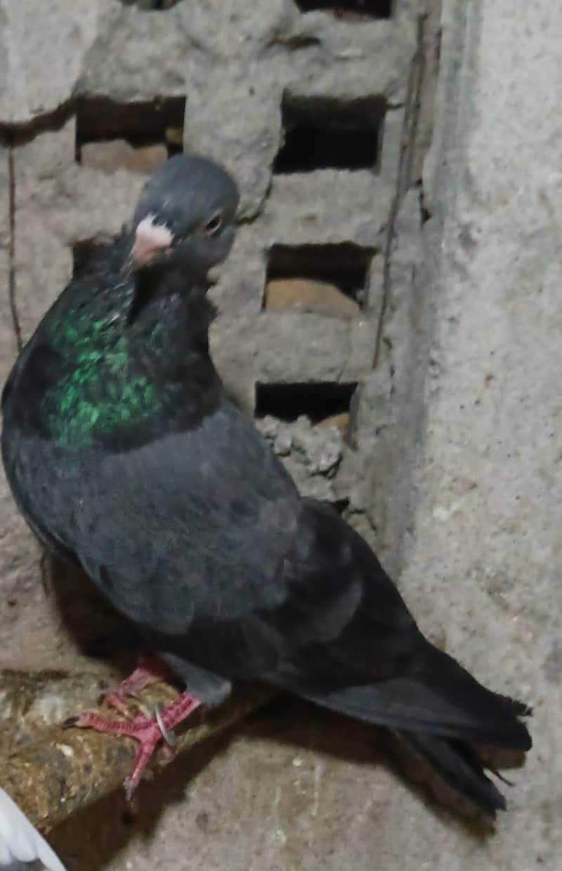 Pigeons 6
