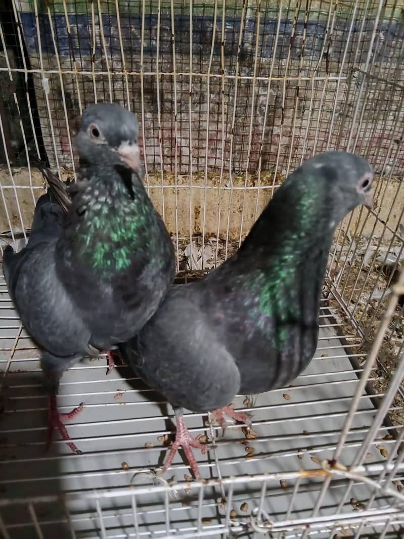 Pigeons 7
