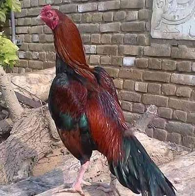 Naveed Jutt