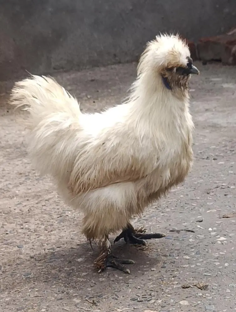silkie males — photo 2