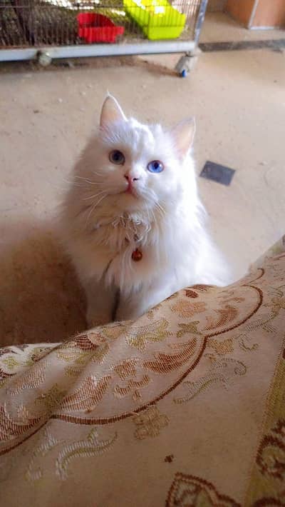 Persian Blue eyes female