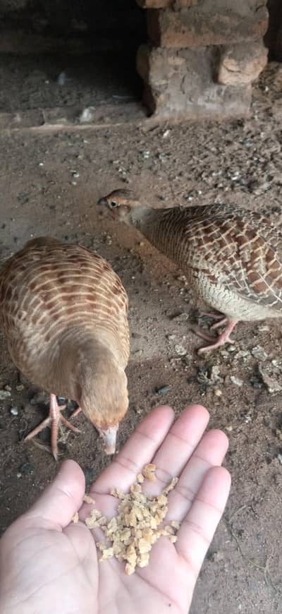 Breading pair 100% Hand tame 03022797159