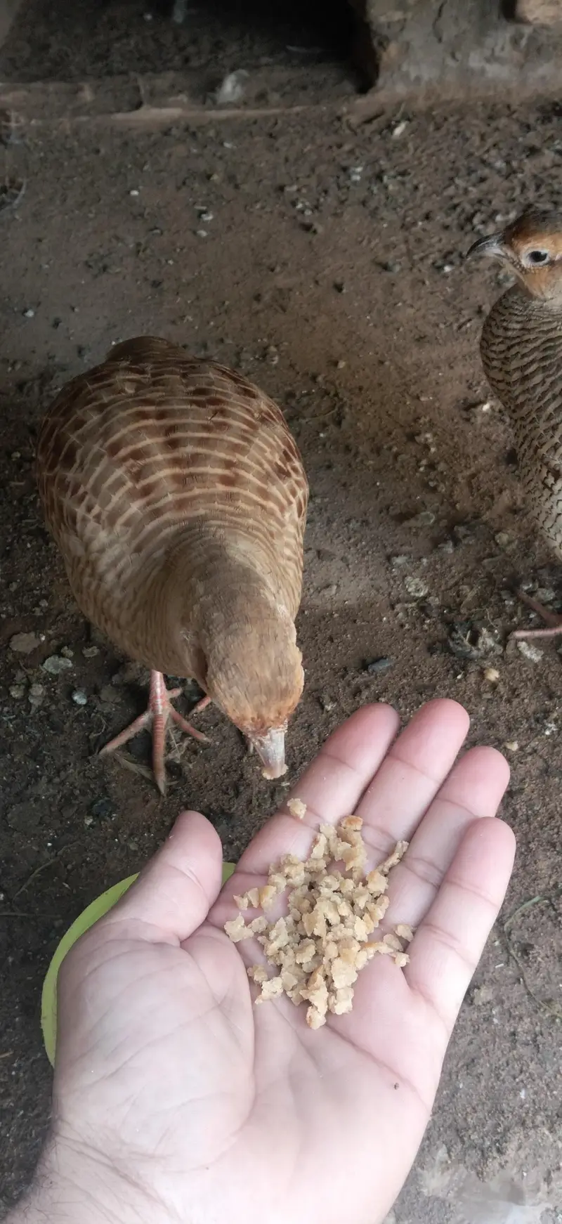 Breading pair 100% Hand tame 03022797159 — photo 2