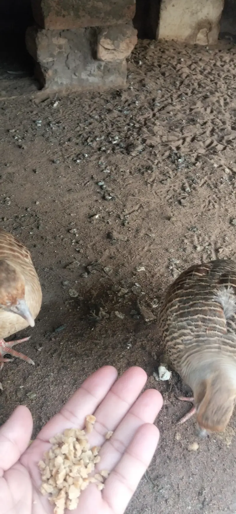 Breading pair 100% Hand tame 03022797159 — photo 3