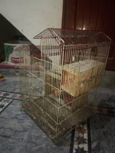 Birds for sale Good condition