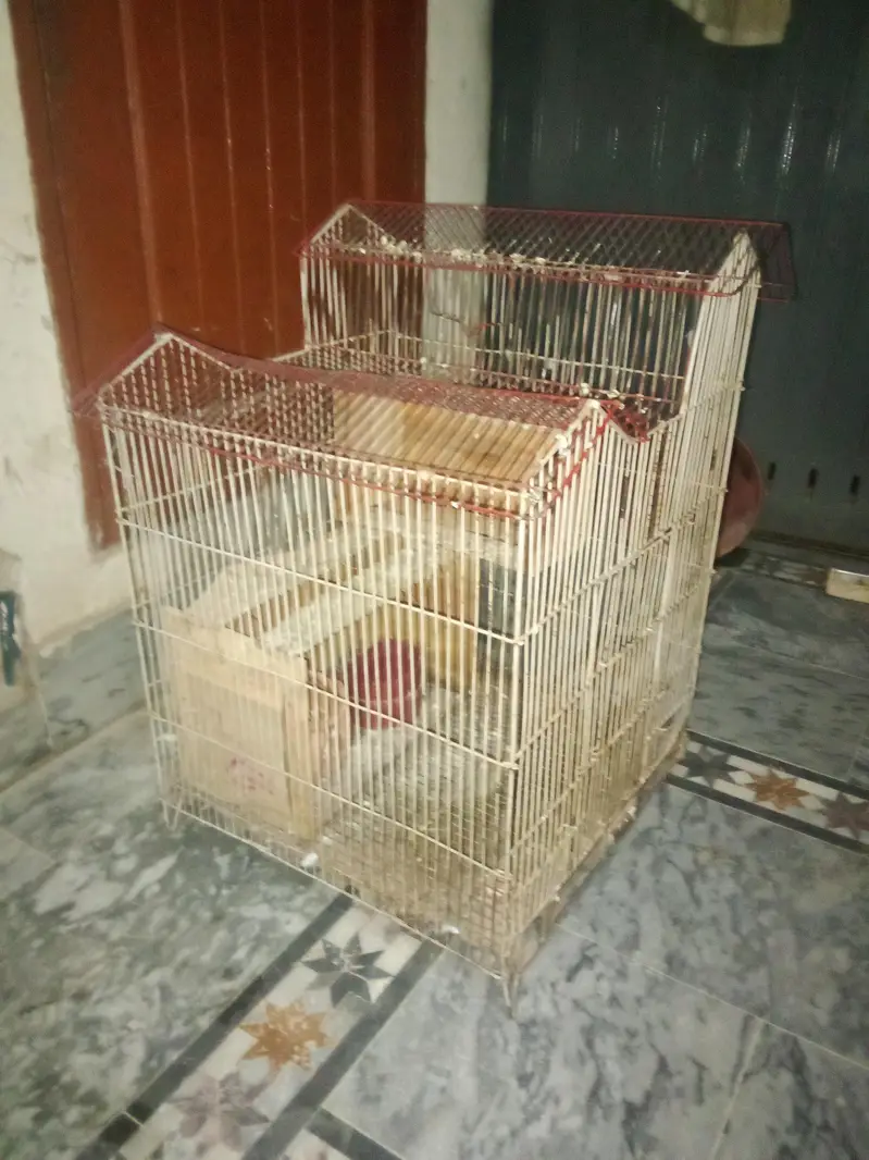 Birds for sale Good condition — photo 2