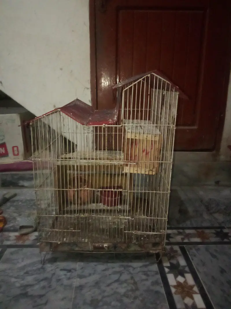 Birds for sale Good condition — photo 3