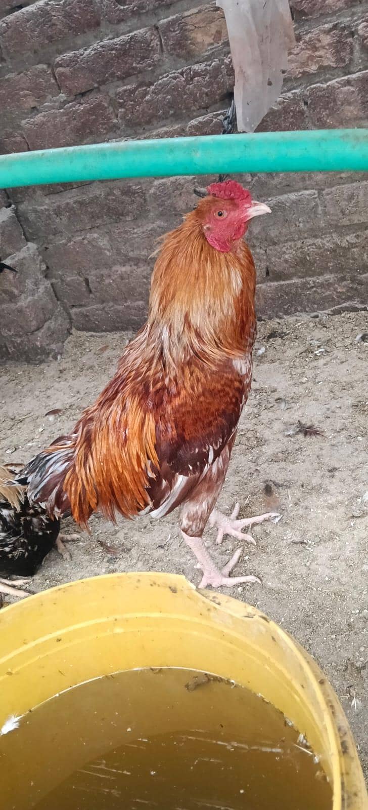 aseel breed 1
