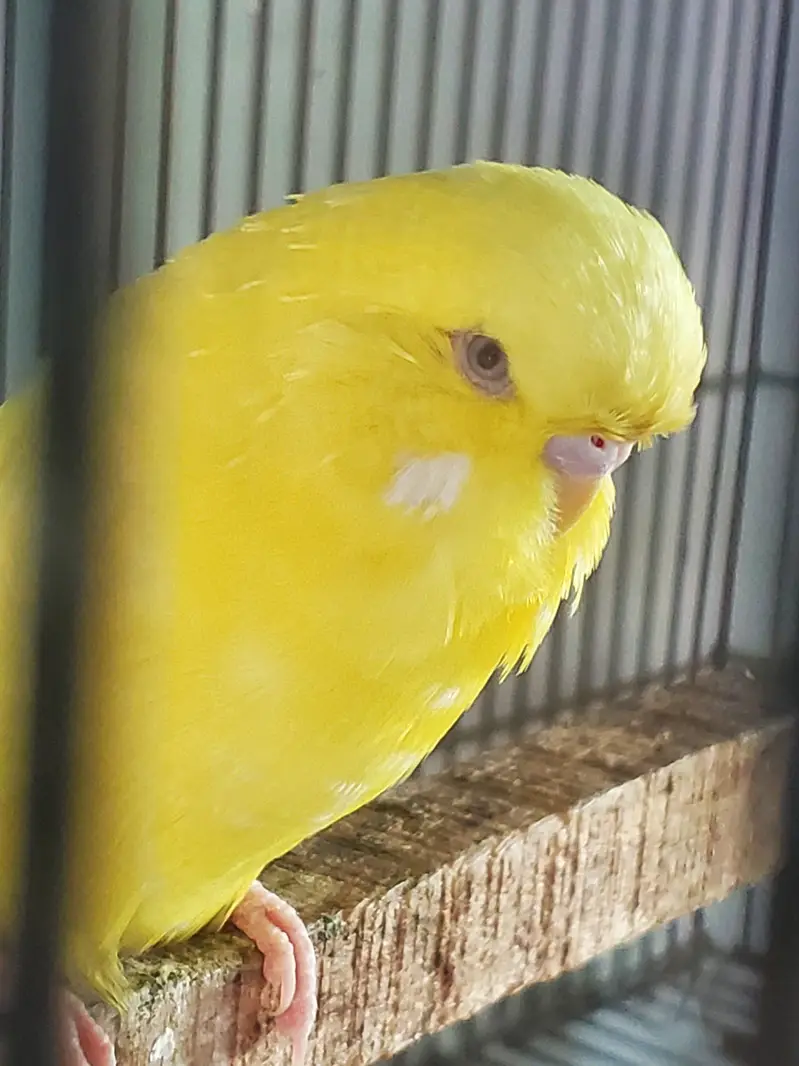 Exhibition Red eyes lesser male — photo 2