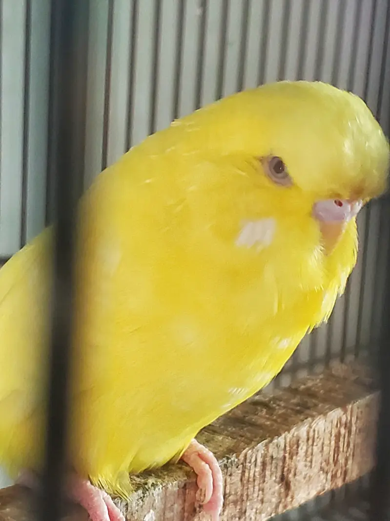 Exhibition Red eyes lesser male — photo 3