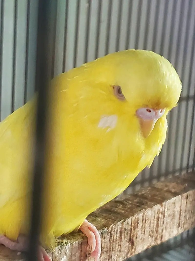 Exhibition Red eyes lesser male — photo 4